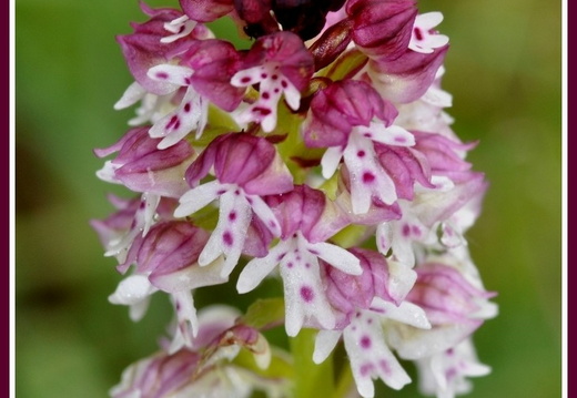 Neotinea ustulata (l'Orchis brûlé) 3