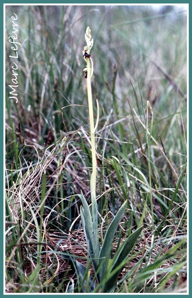 Ophrys insectifera (L'Ophrys mouche).jpg