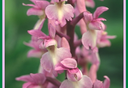 Orchis mascula (Orchis male) 4