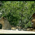 Lions 2