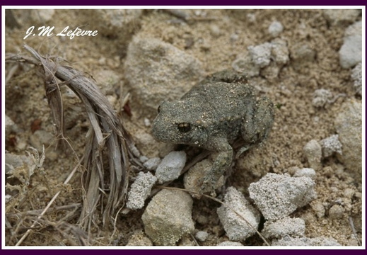 crapaud accoucheur (Alytes obstetricans)