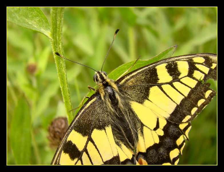 Papilio machaon 1.jpg