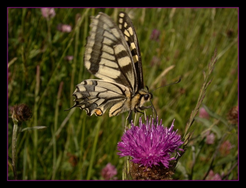 Papilio machaon 3.jpg