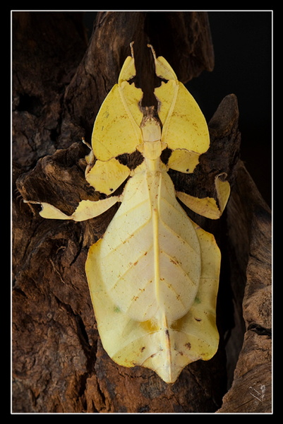 femelle adulte au couleurs jaune.jpg