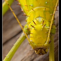 femelle adulte au couleurs jaune détail