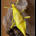 femelle adulte au couleurs jaune