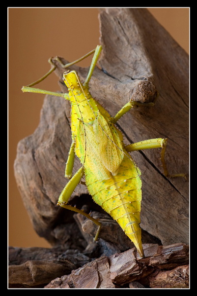 femelle adulte au couleurs jaune.jpg