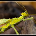 femelle adulte au couleurs jaune.