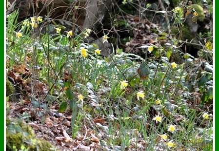 Narcissus pseudonarcissus (narcisse jaune)