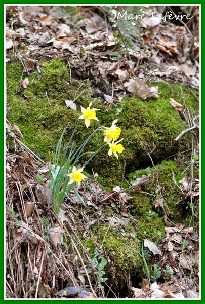 Narcissus pseudonarcissus (narcisse jaune) 4.jpg