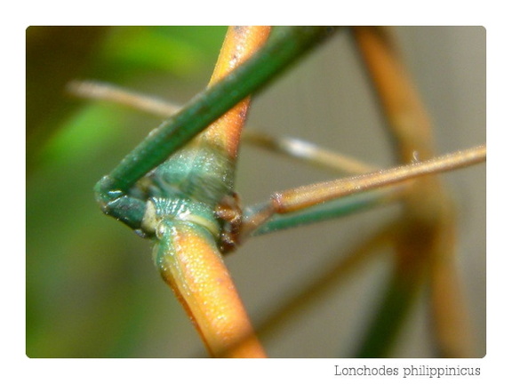 Lonchodes philippinicus détails