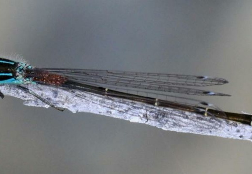 Ischnura elegans mâle.