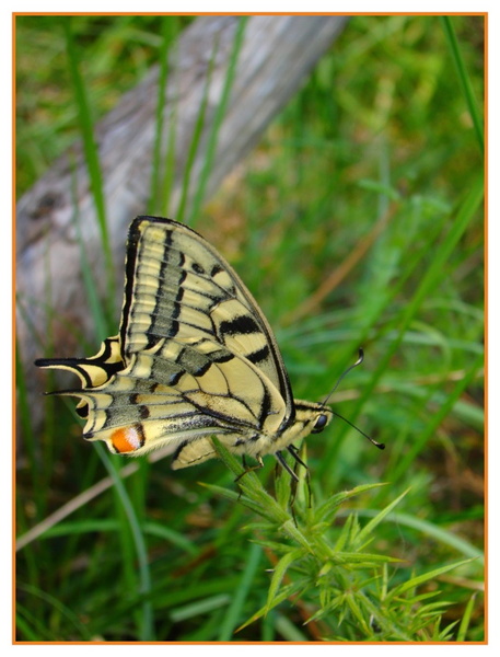 Papilio machaon..jpg