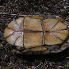 Kinosternon scorpioides (tortue scorpion).