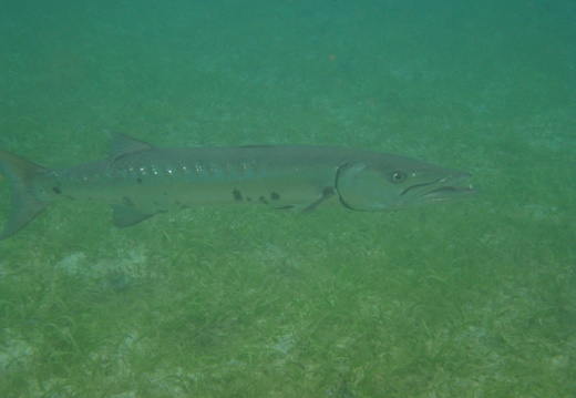 Sphyraena barracuda (barracuda)