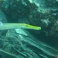 Aulostomus maculatus (poisson trompette)..