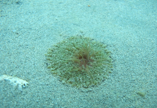 Actinostella flosculifera (anemone carpette).
