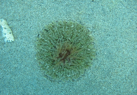 Actinostella flosculifera (anemone carpette)