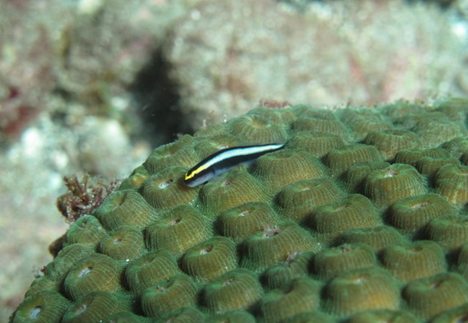 Elacatinus gobiosoma evelynae (gobie nez de requin).