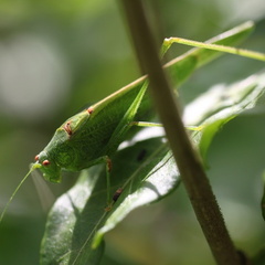 Phaneroptera nana.