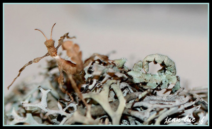 femelle forme lichen 2.jpg