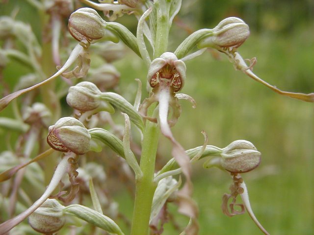 Himantoglossum hircinum (Orchis bouc) 3.jpg