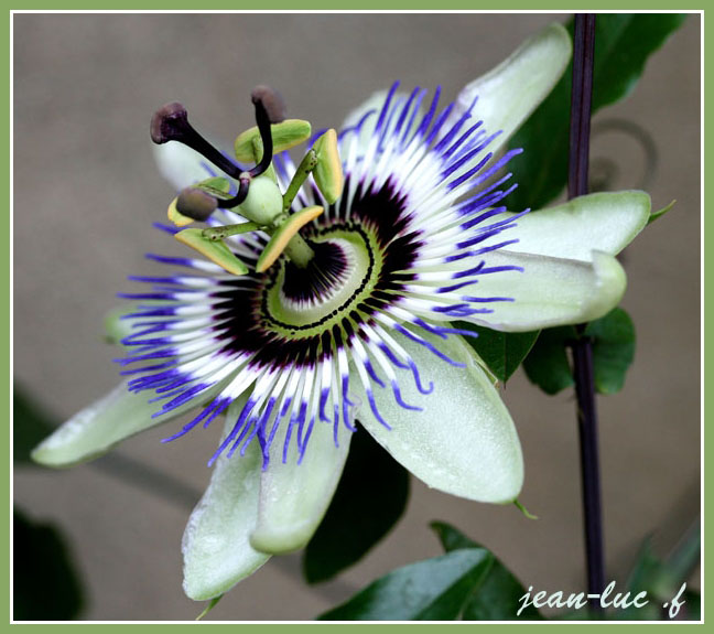 Passiflora caerulea