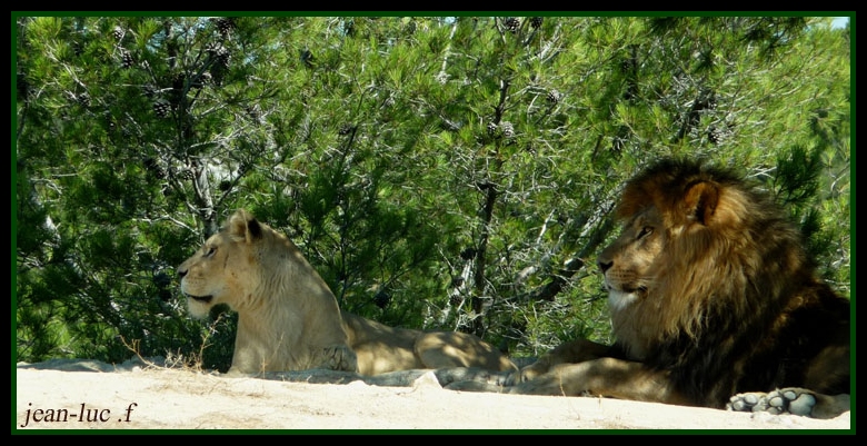 Lions 2.jpg