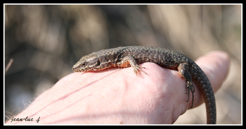 lézard des murailles (Podarcis muralis) 3