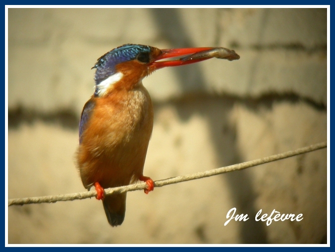 Alcedo cristata (Petit Martin-pêcheur huppé)