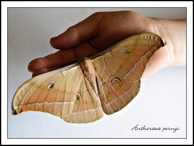 Antheraea pernyi 3.jpg