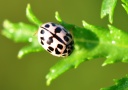Photos d'arthropodes