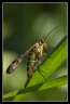 Photos d'arthropodes