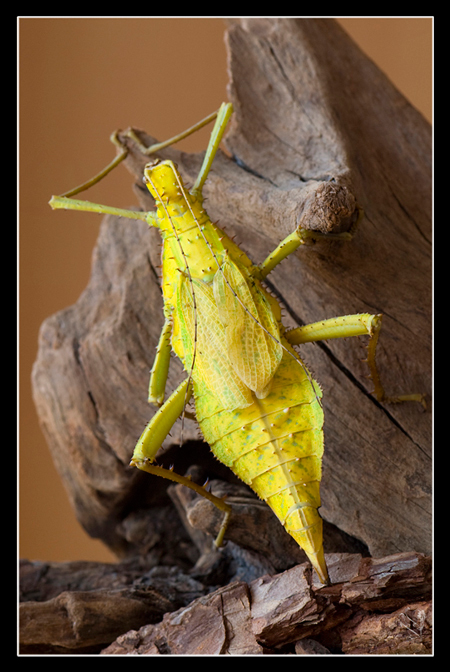 femelle adulte au couleurs jaune