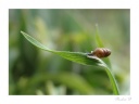 Photos nature