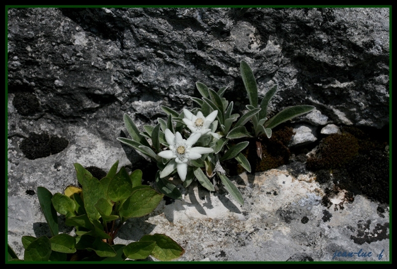 edelweiss 1.jpg