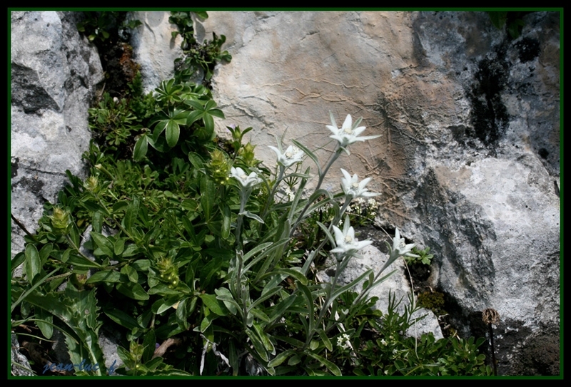 edelweiss 2