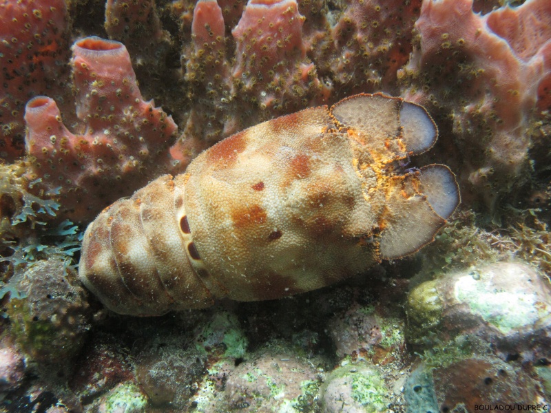 Parribacus antarcticus (cigale de mer).