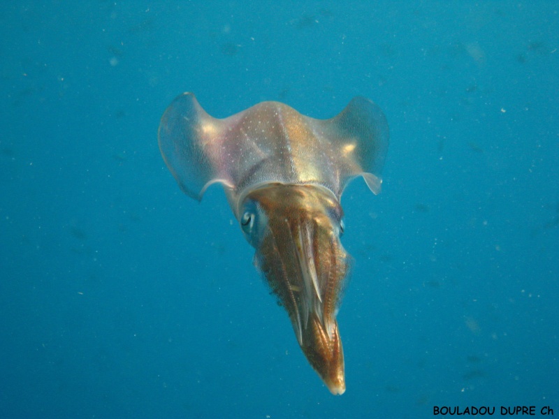 Sepioteuthis sepioidea (calamar de récif).jpg