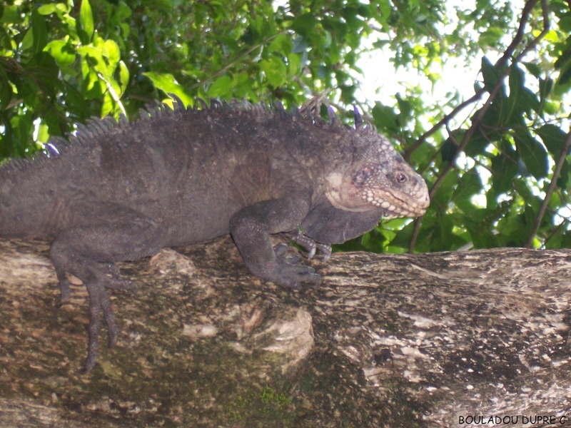 Iguana delicatissima (iguane antillais)