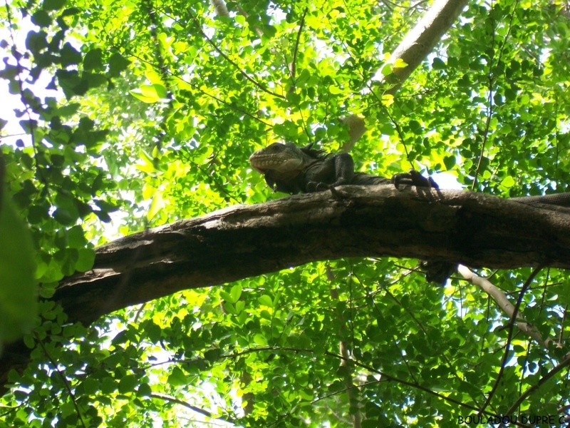 Iguana delicatissima (iguane antillais)..