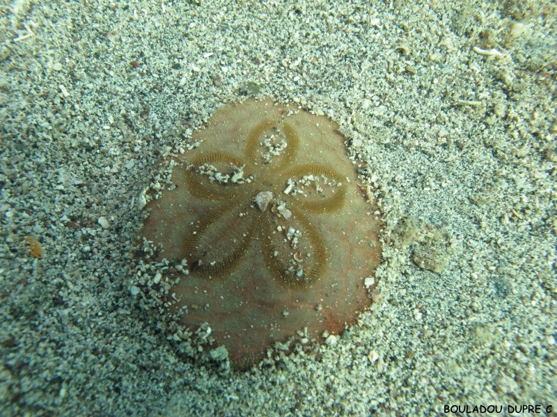 Clypeaster subdepressus (oursin dollar des sable).jpg