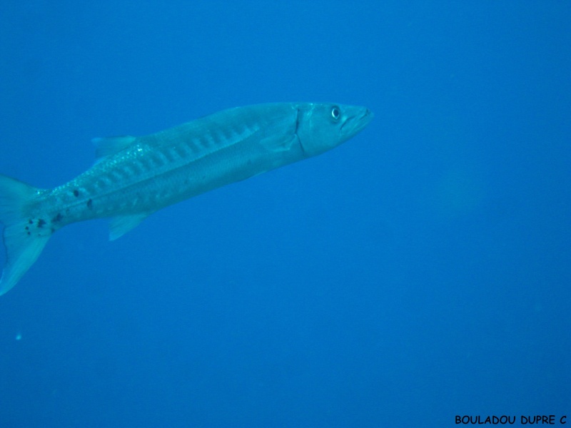 Sphyraena barracuda (barracuda).