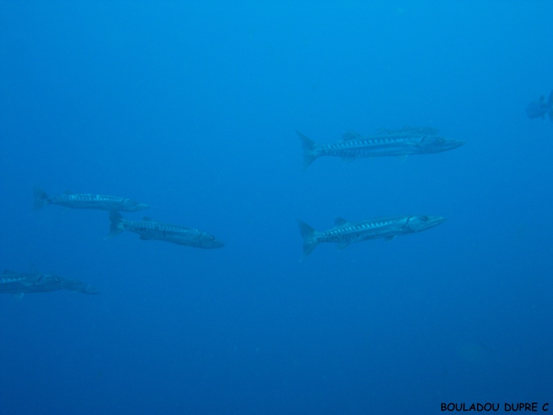 Sphyraena barracuda (barracuda)...jpg