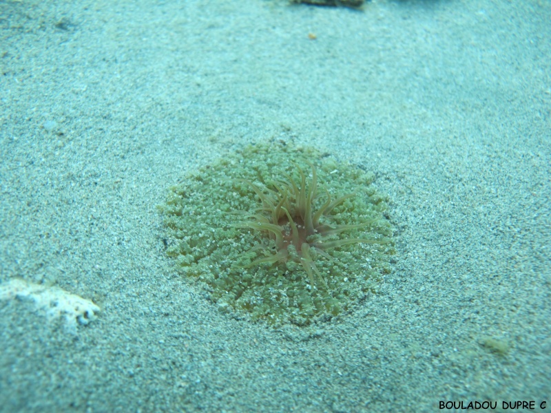 Actinostella flosculifera (anemone carpette).