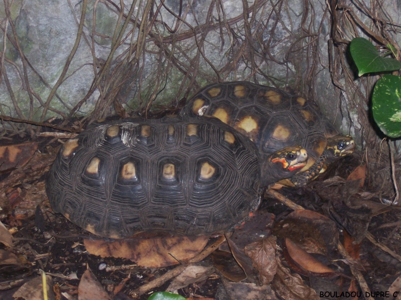 Chelonoidis carbonaria (tortue charbonniere)