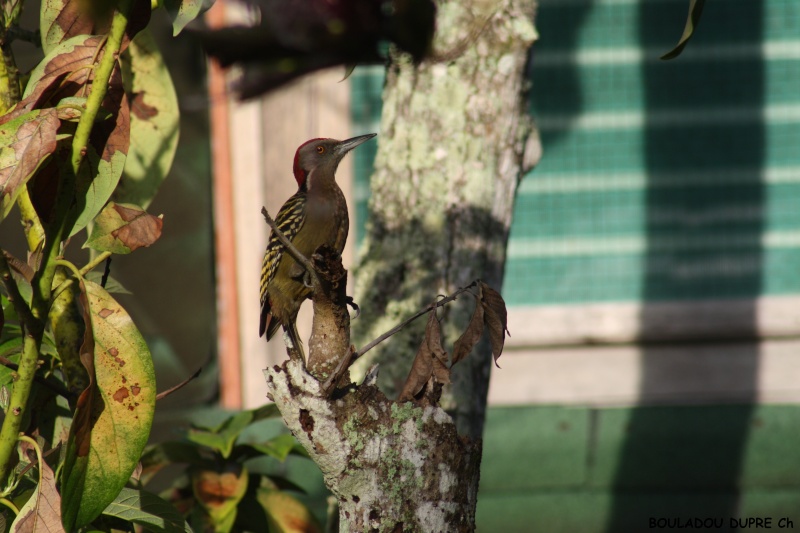 Melanerpes striatus (pic d hispaniola).