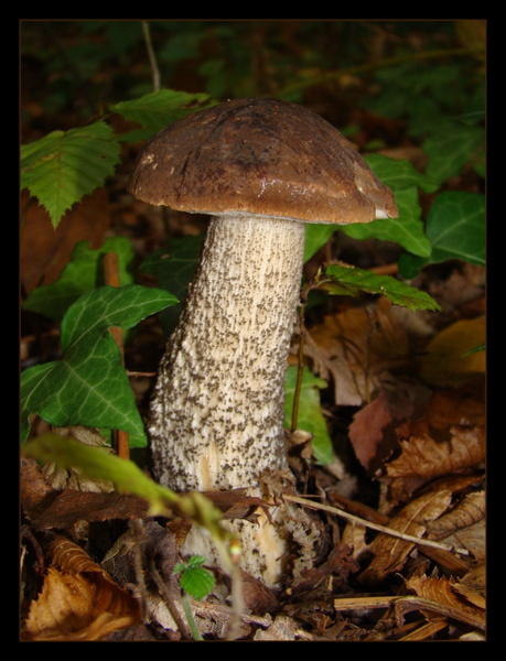 Photos nature