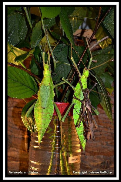 Photos d'arhtropodes