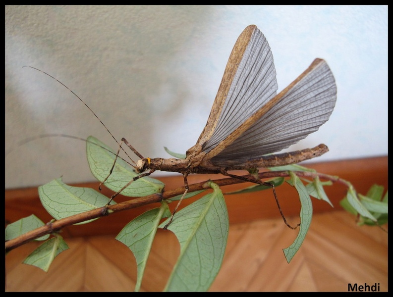 Photos d'arhtropodes